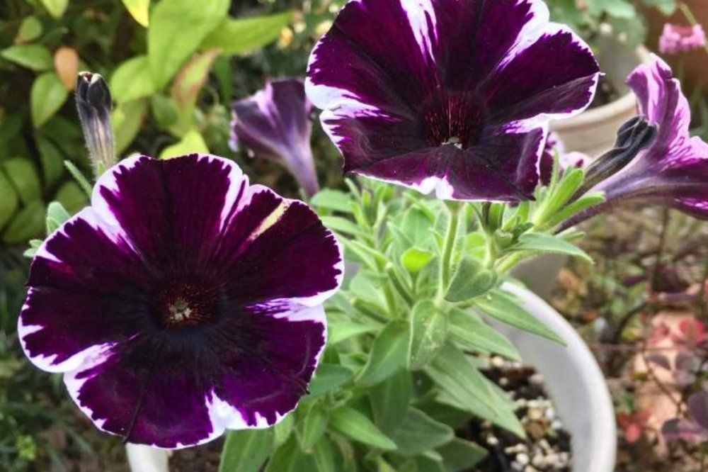 ペチュニア　ミスマーベラス　紫