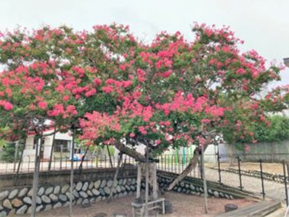 サルスベリ　赤色の花
