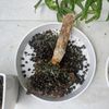 パキラの植え替え｜時期や方法は？土はどれを使う？根っこを切る位置は？の画像