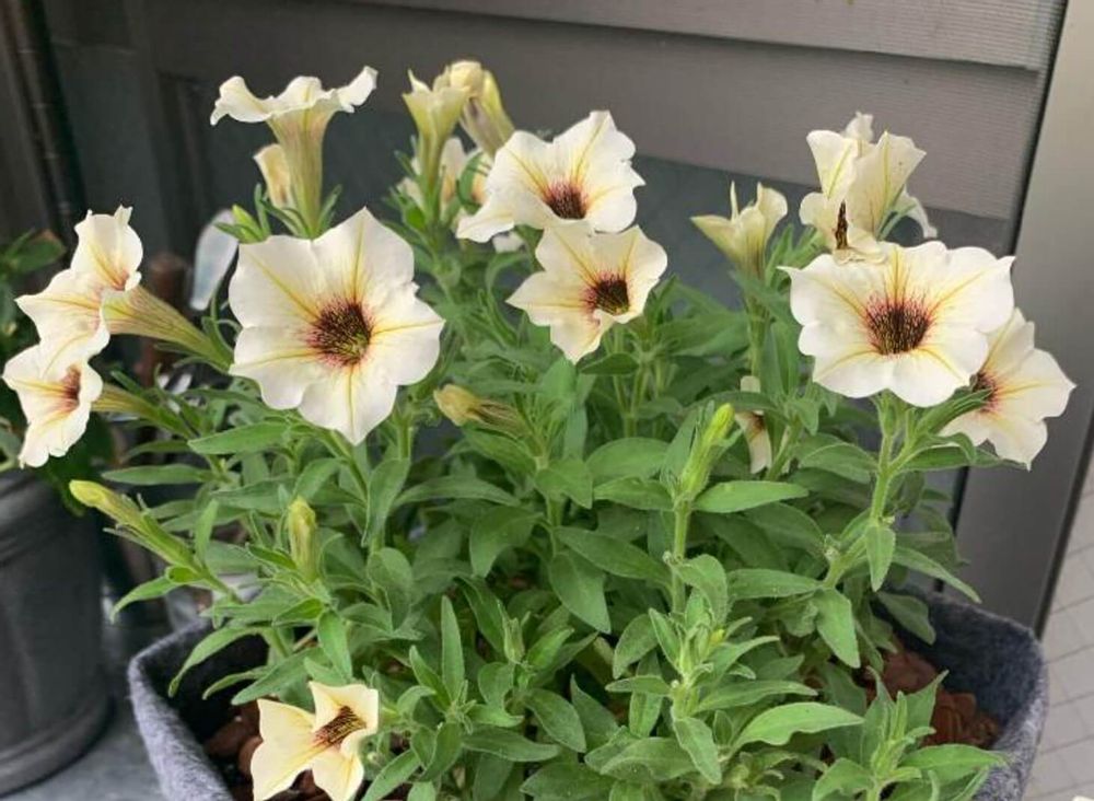 ペチュニア・ビューティカル