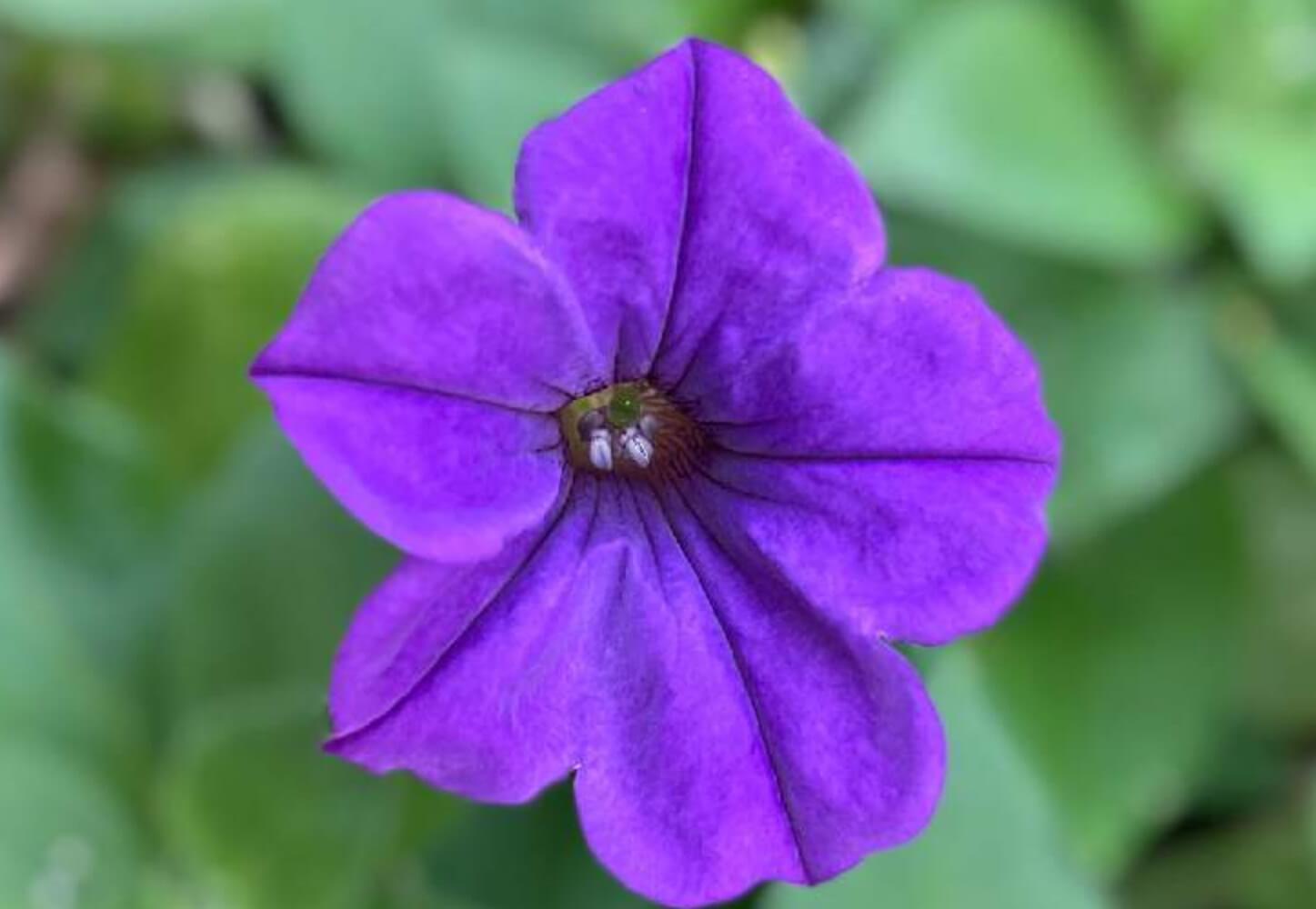 ペチュニア　ブルームーン　青紫