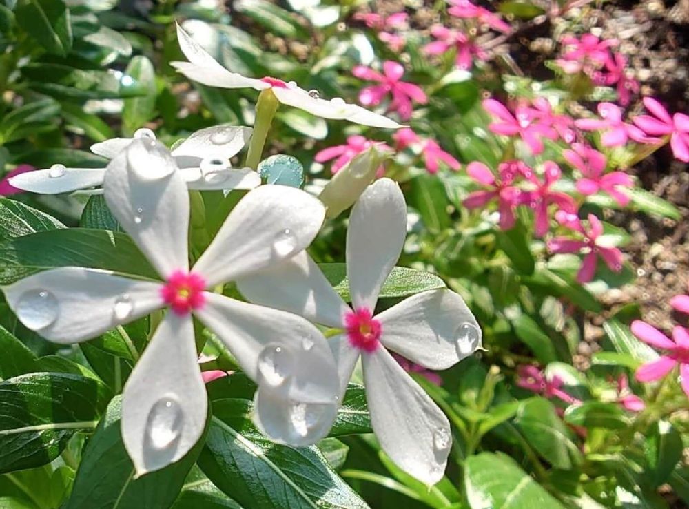 ニチニチソウ　フェアリースター　白