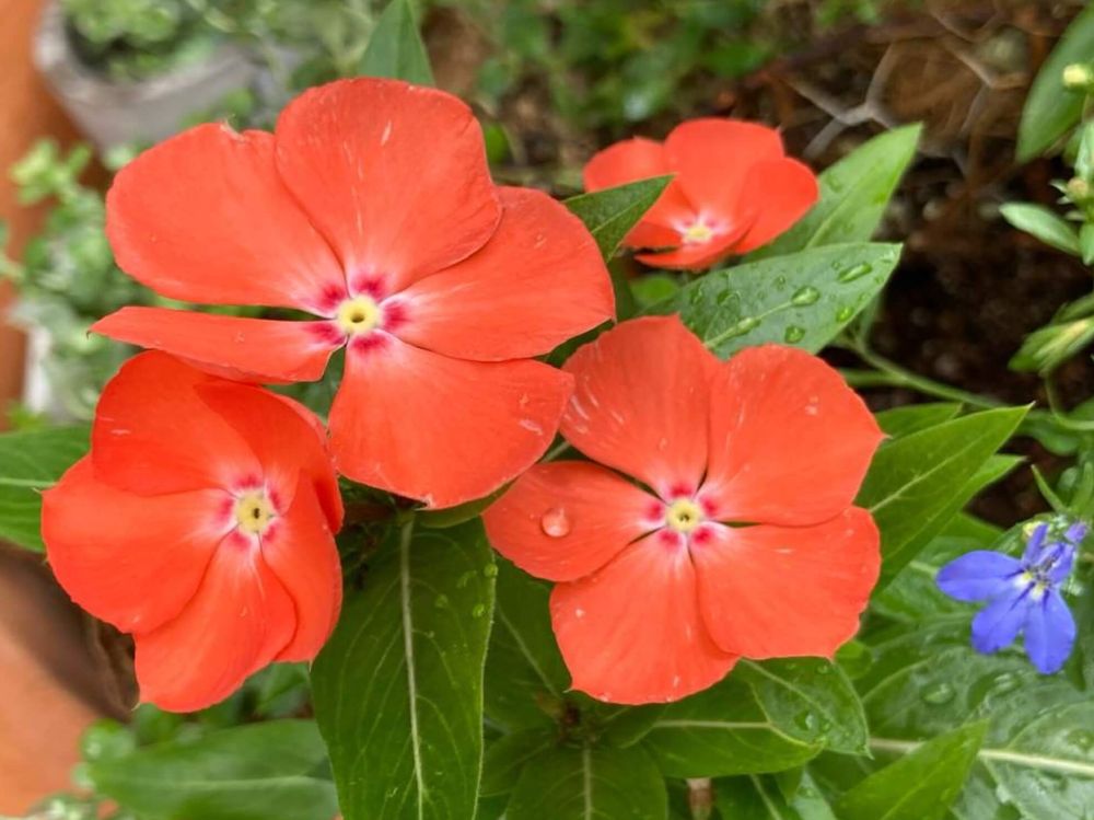 ニチニチソウ　夏みかん　オレンジ