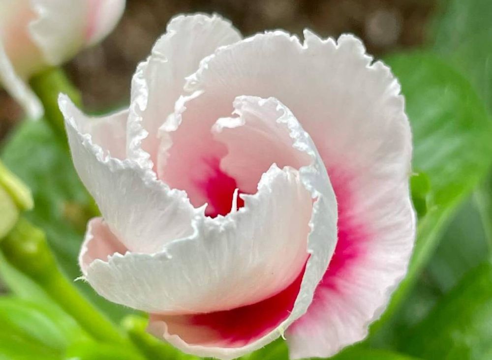 ニチニチソウ　MIKI　白