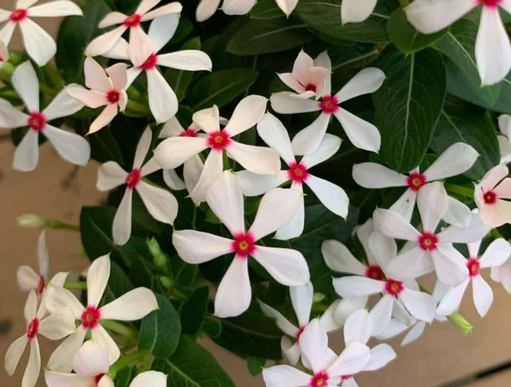 ニチニチソウ　夏花火　白