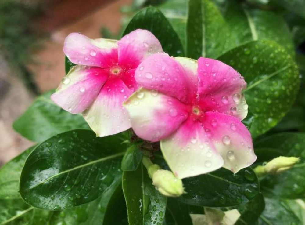 ニチニチソウ　ジャガール　ピンク