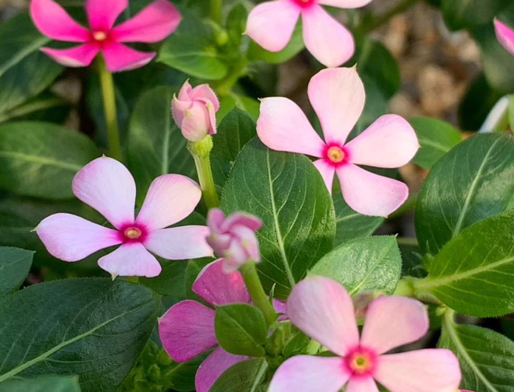 ニチニチソウ　ミニナツ　ピンク