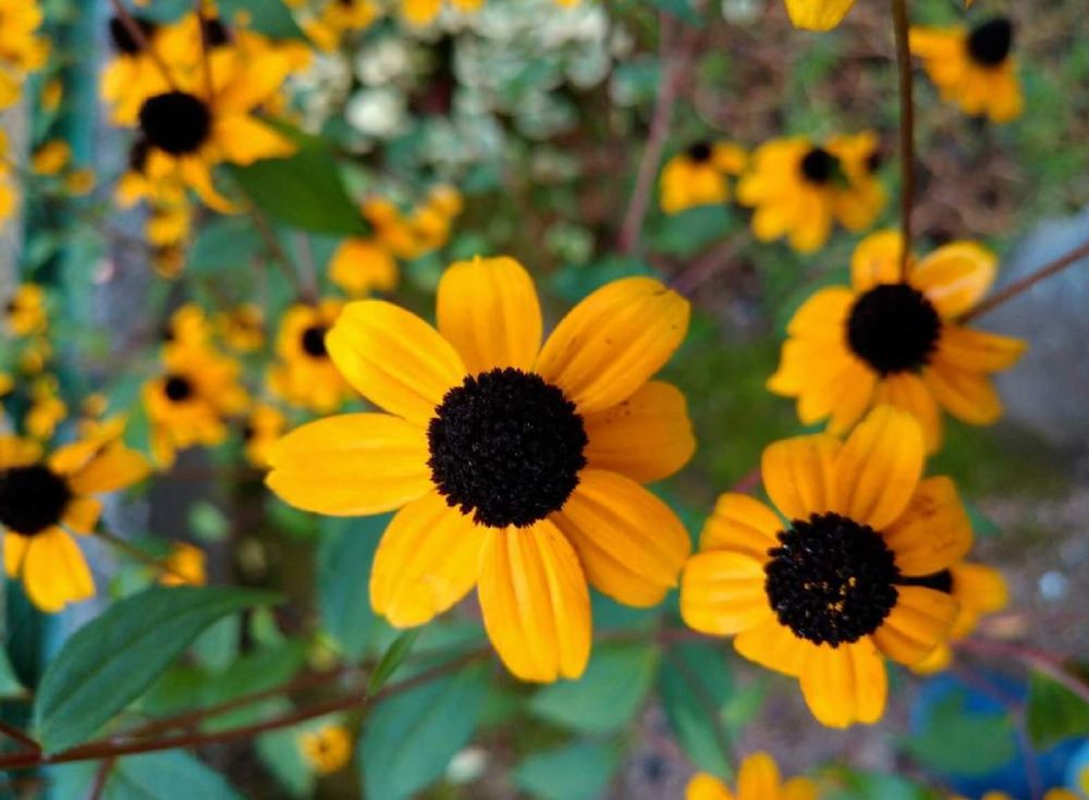 ルドベキア　タカオ　黄色