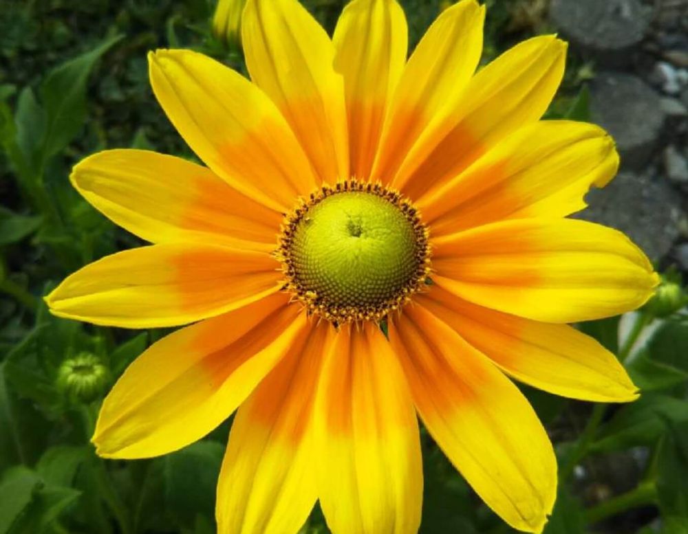 ルドベキア　プレーリーサン