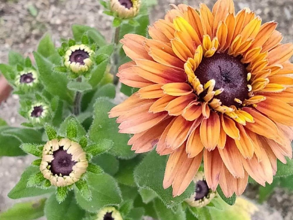 ルドベキア　サハラ