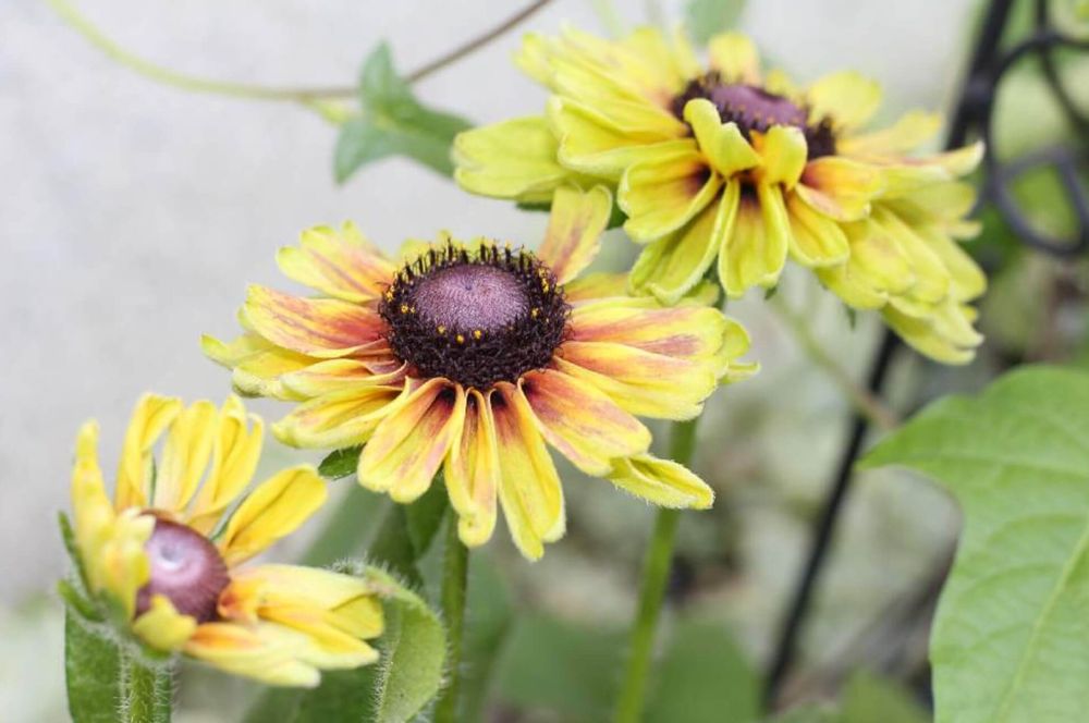 ルドベキア　アーバンサファリ　黄色