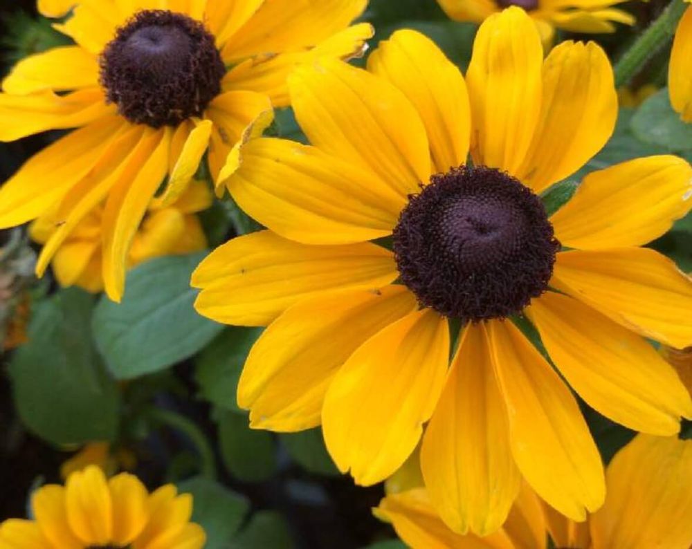 ルドベキア　トト