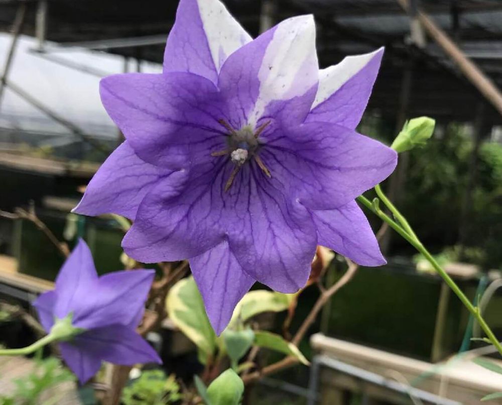 桔梗　アポイキキョウ