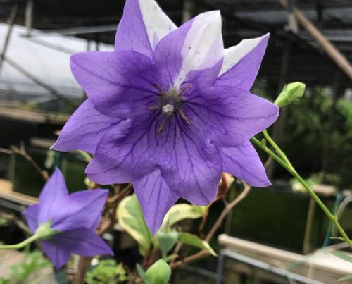 桔梗 キキョウ の種類 八重咲や一重咲きなどの人気の品種は Greensnap グリーンスナップ