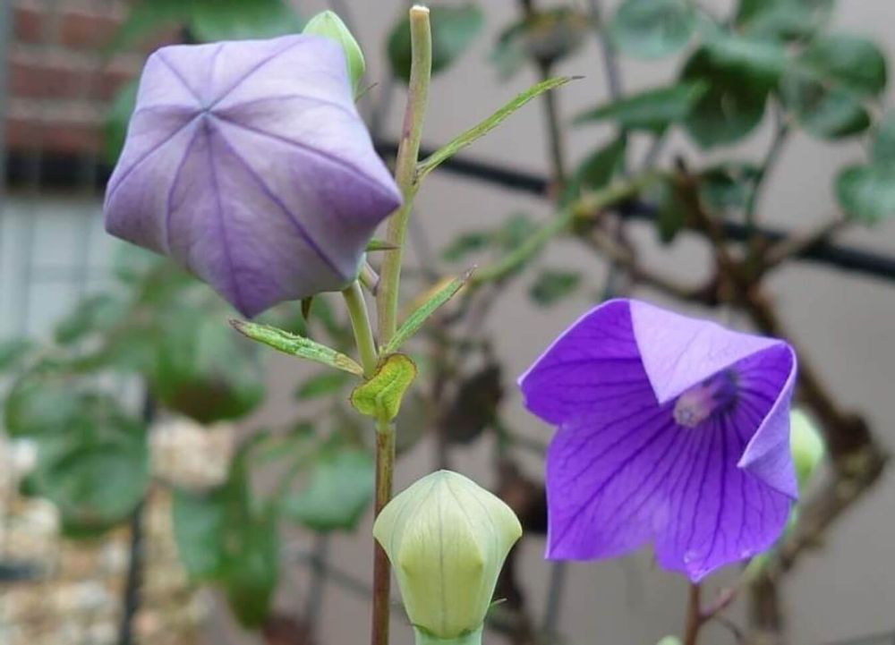 桔梗　種類　五月雨桔梗