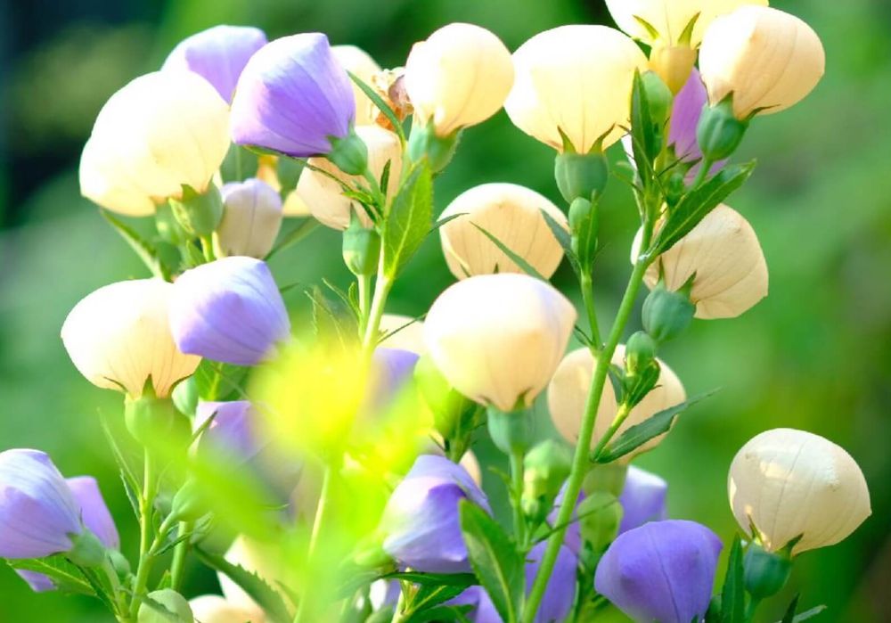 桔梗　小町　種類