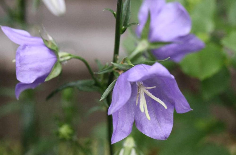 桔梗　種類　モモバ桔梗