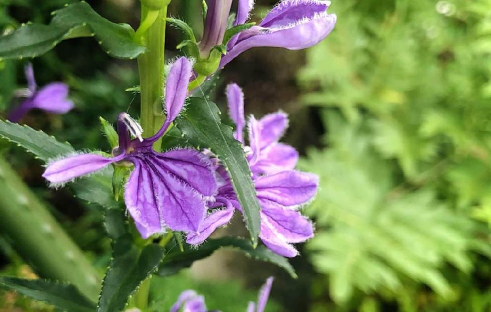 桔梗　種類　沢桔梗