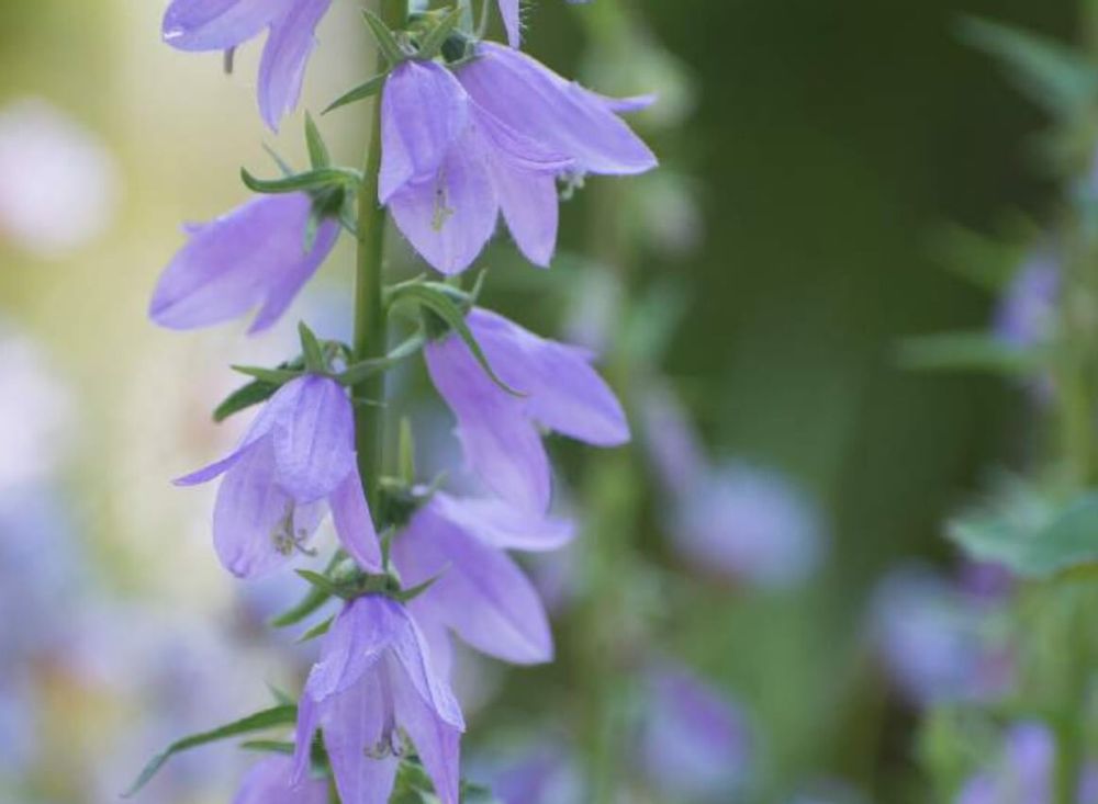 桔梗　種類　旗竿桔梗