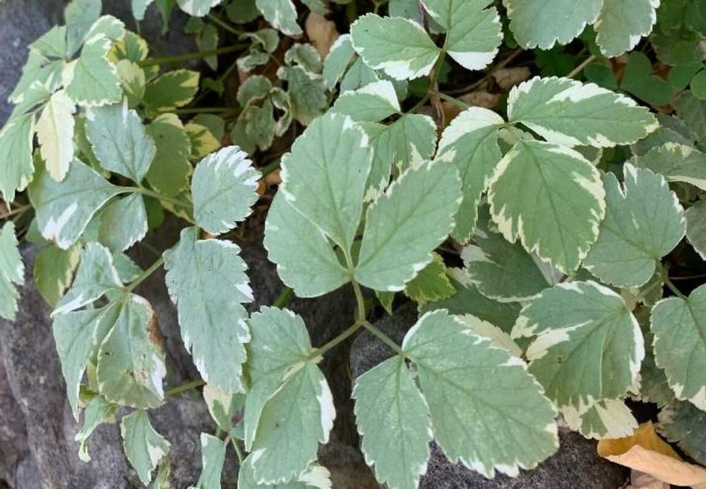 エゴポディウム　葉