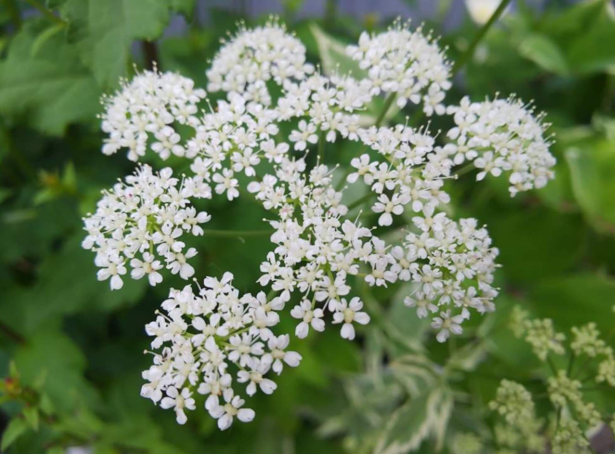 エゴポディウム｜育て方や特徴、似た花との見分け方は？｜🍀GreenSnap