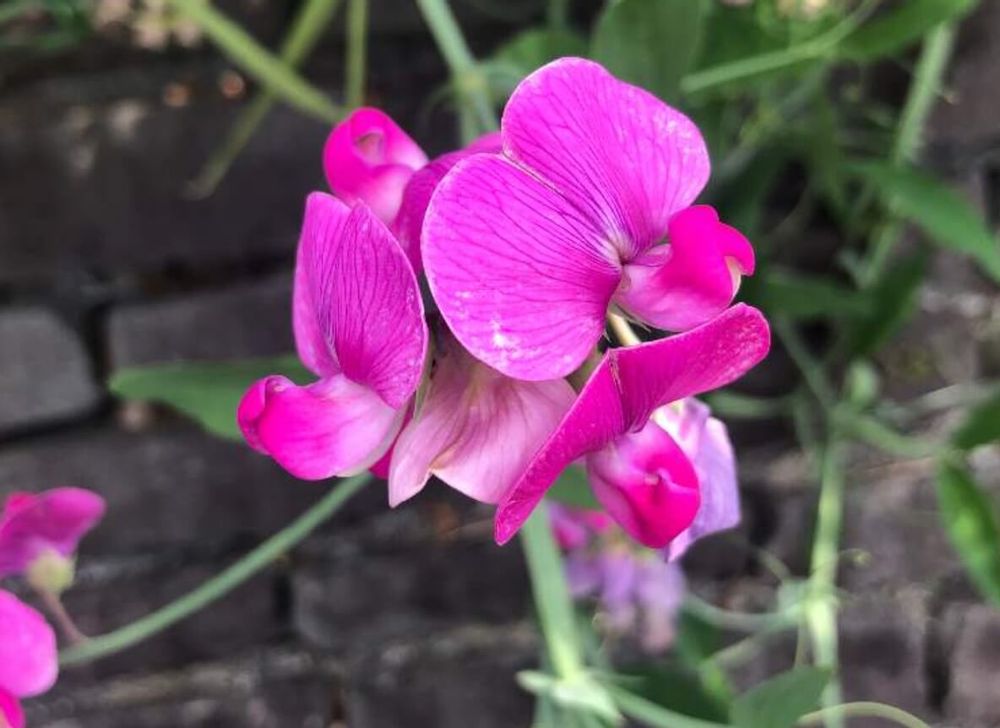 カラスノエンドウ　ピンク