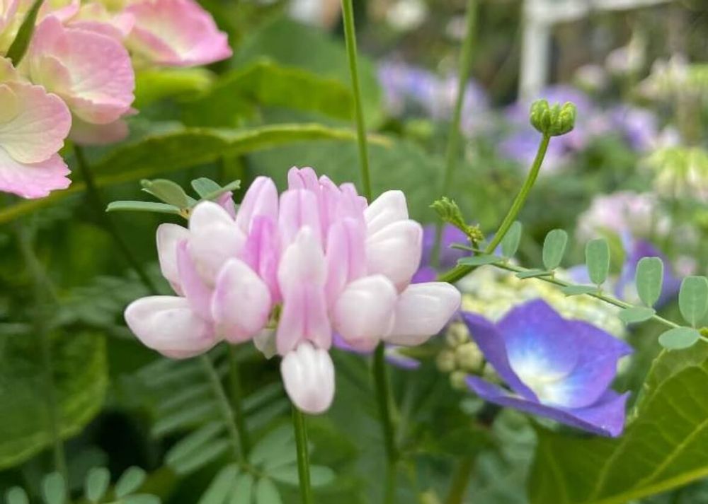 クラウンベッチ