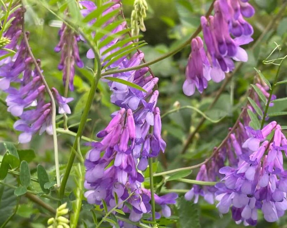 ナヨクサフジ　紫