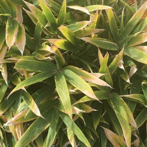 コグマザサとは 育て方や増やし方 増えすぎたときの対処法は Greensnap グリーンスナップ