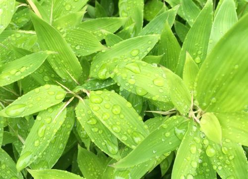 コグマザサとは 育て方や増やし方 増えすぎたときの対処法は Greensnap グリーンスナップ