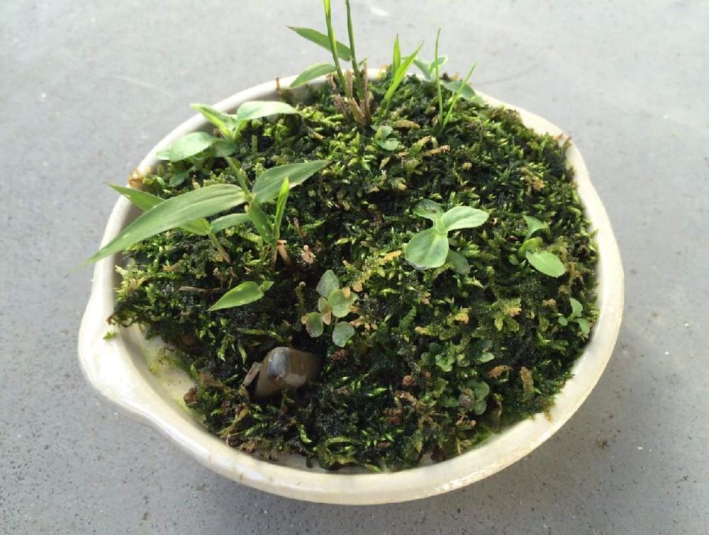 コグマザサ　コケ盆栽