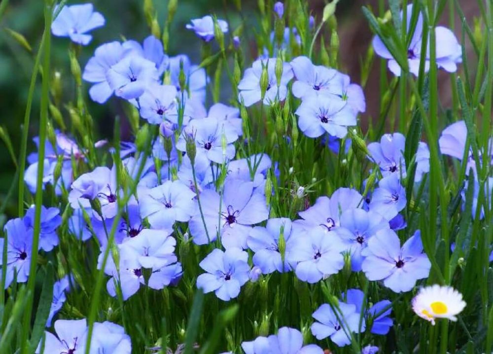 ビスカリア　青