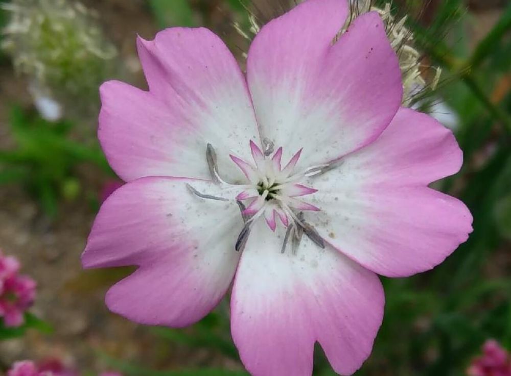 ビスカリア　チェリーブロッサム　ピンク　種類