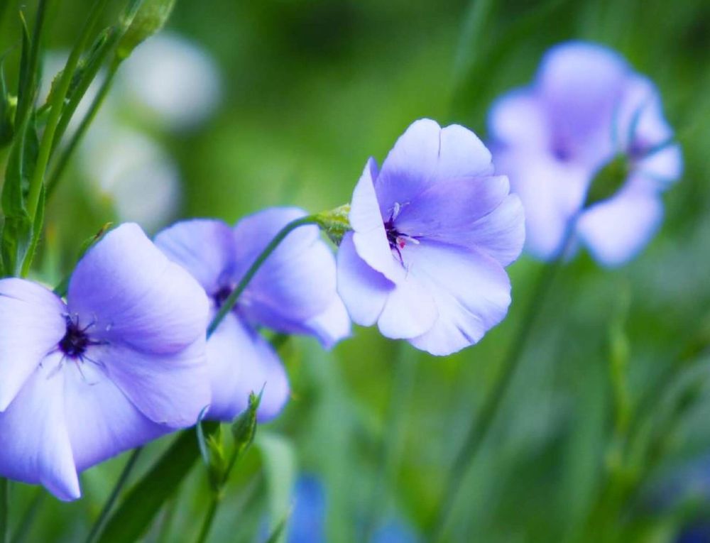 ビスカリア　ブルーエンジェル　種類　青