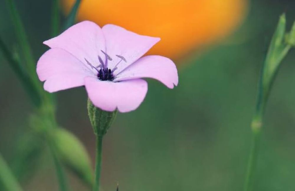 ビスカリア　ピンク