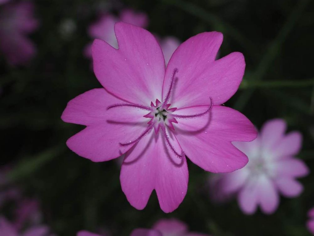 ビスカリア　ピンク