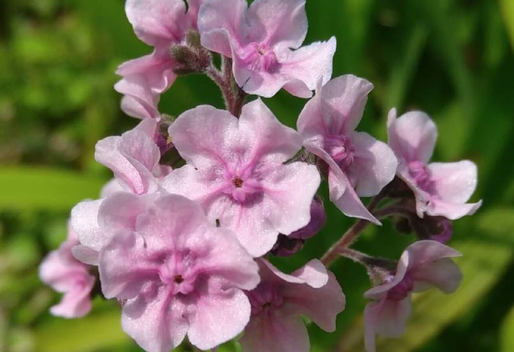 シノグロッサム　ピンク