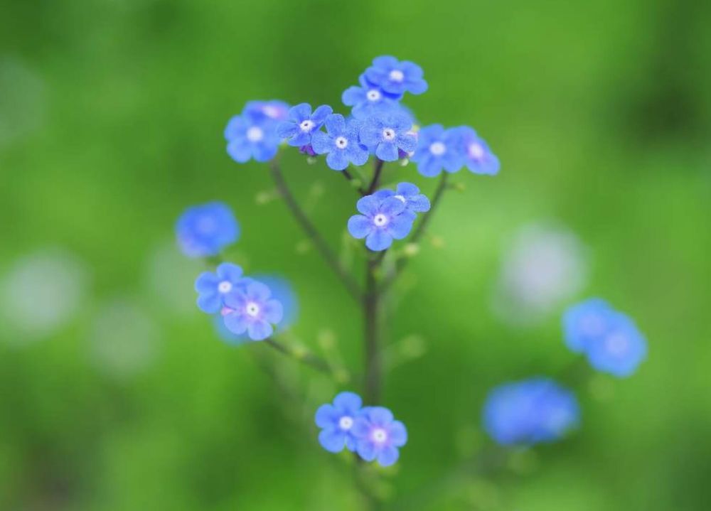 ブルンネラ　青