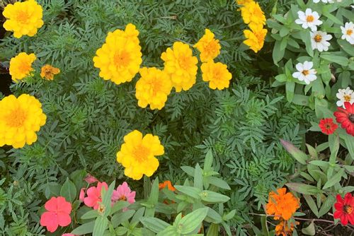 マリーゴールドの寄せ植え 組み合わせ方 花壇やプランターでの植え方は Greensnap グリーンスナップ