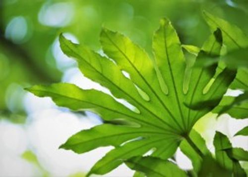 ヤツデの剪定 時期や方法 失敗しないコツは Greensnap グリーンスナップ ヤツデの剪定 時期や方法 失敗しないコツは Greensnap グリーンスナップ