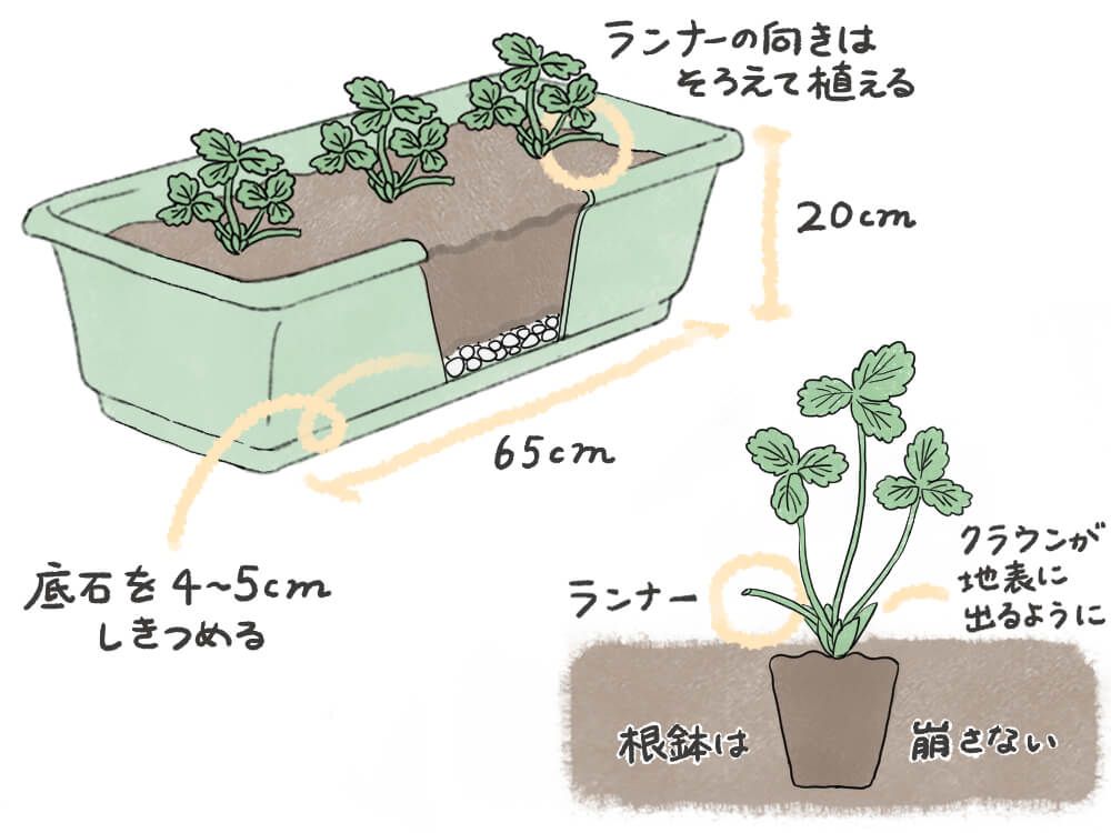 イチゴ プランター 苗の植え方 イラスト