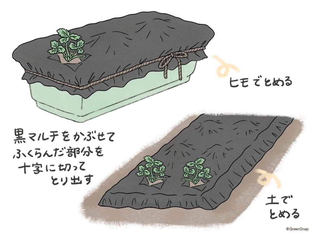 イチゴ マルチング イラスト