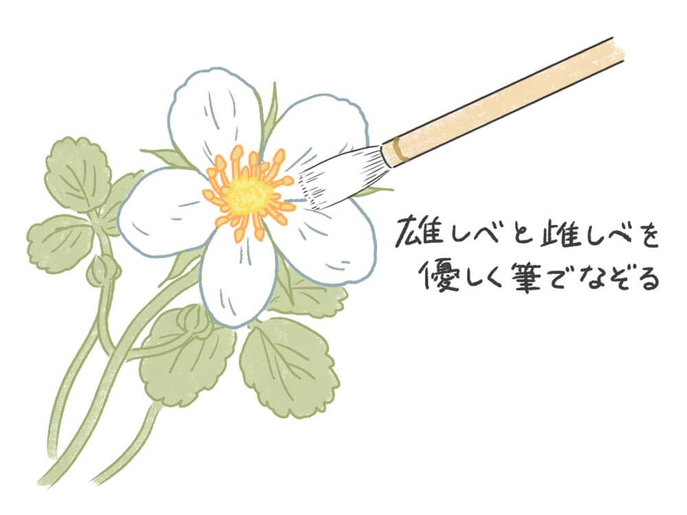 イチゴ 人工授粉 イラスト