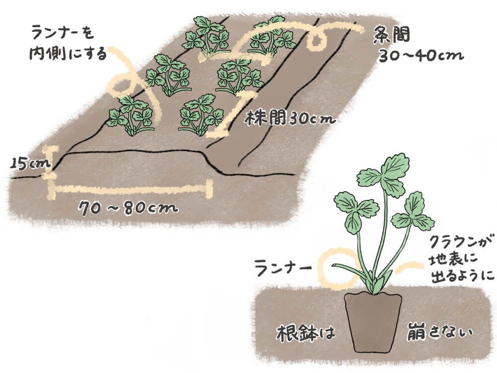 イチゴ 露地栽培 苗の植え方 イラスト