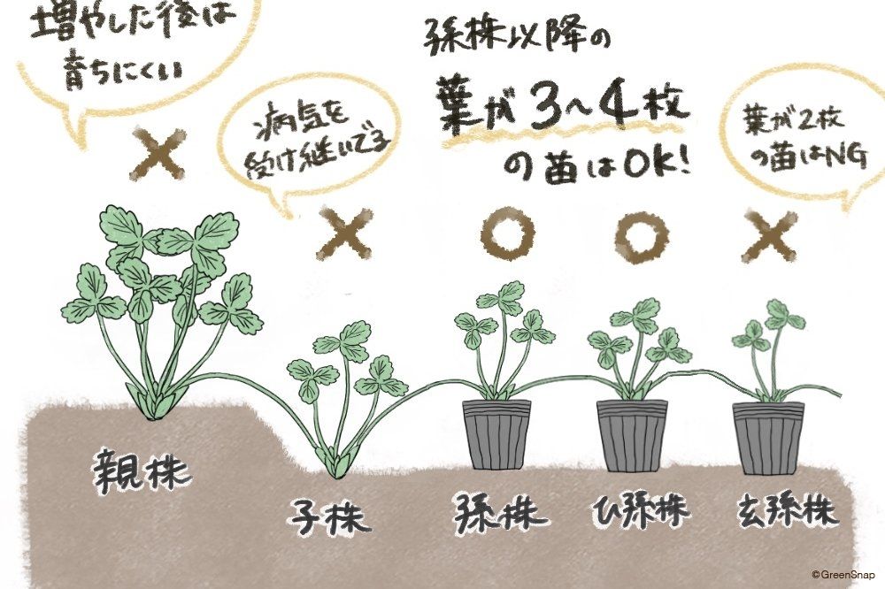 イチゴ ランナー 苗の増やし方 イラスト