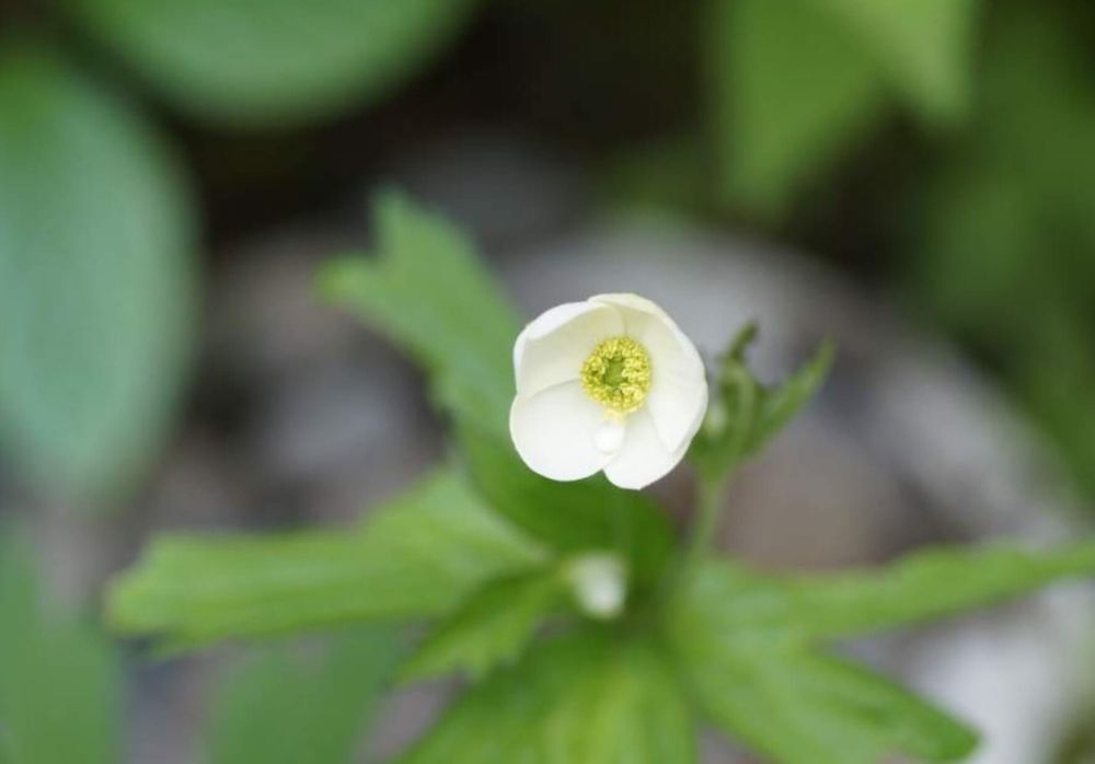 一輪草　イチリンソウ　白