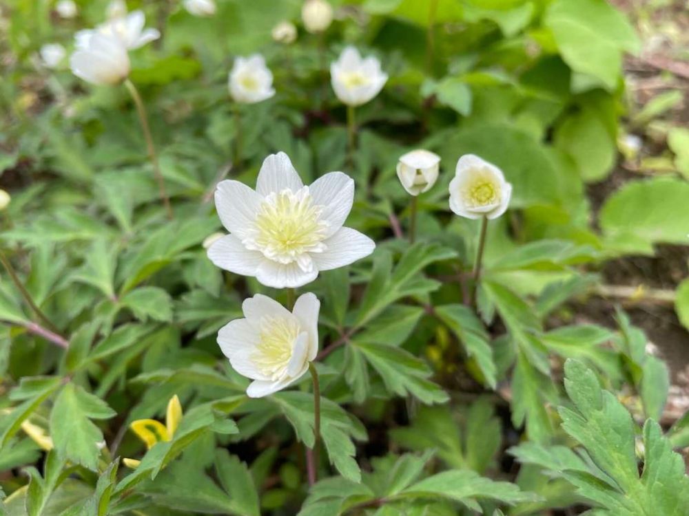一輪草　イチリンソウ　白