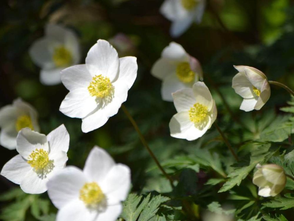 一輪草　イチリンソウ　白