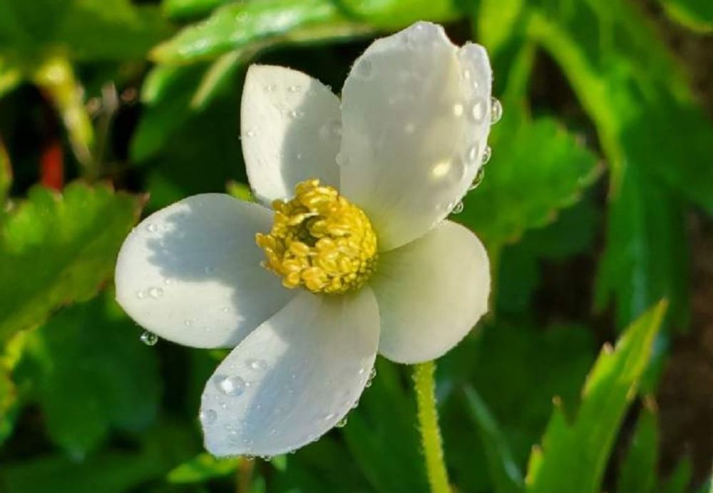 一輪草　イチリンソウ　白