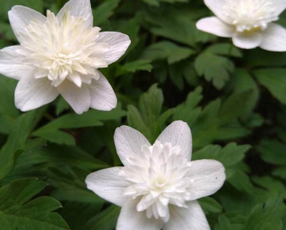 キクザキイチゲ　白